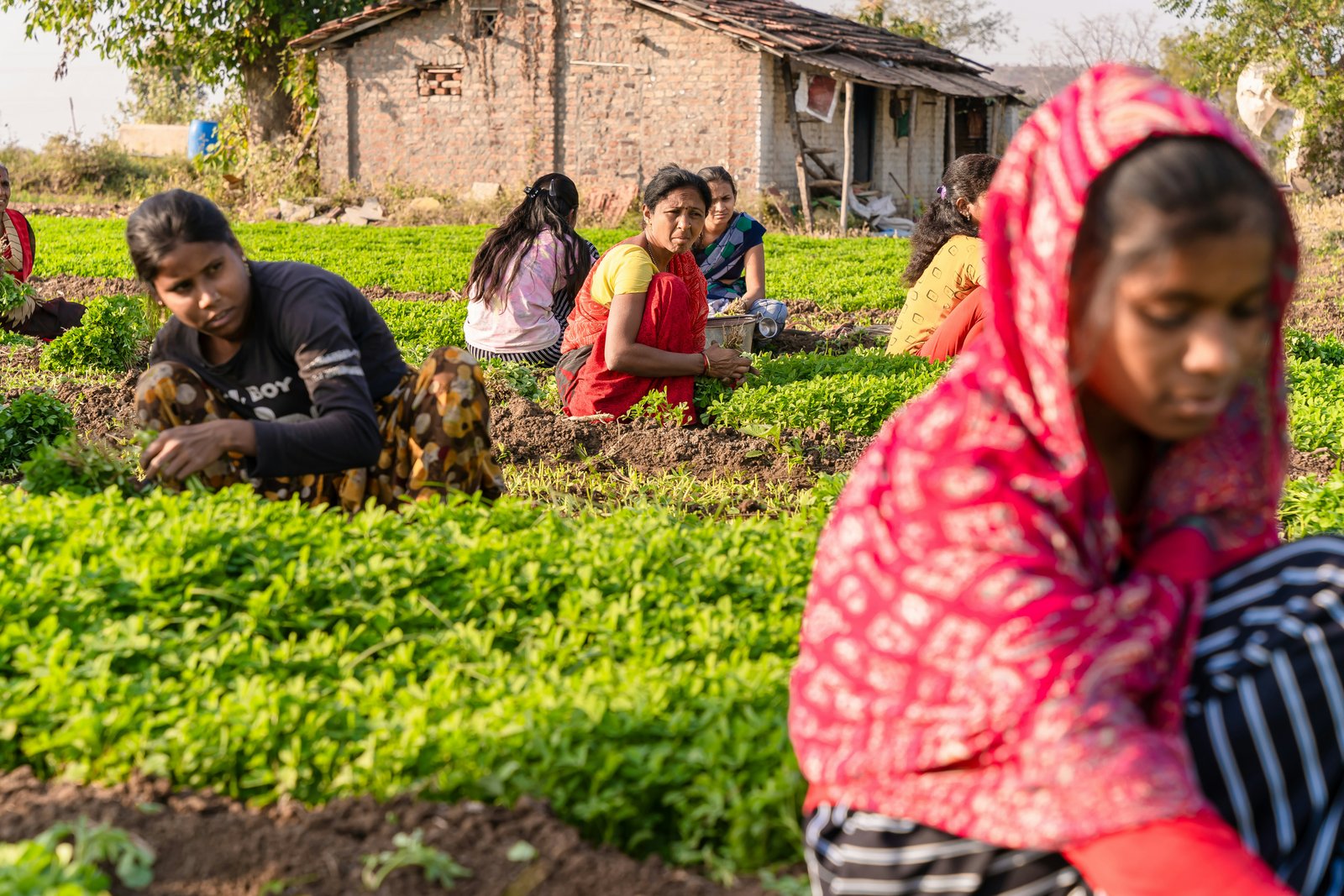 Women working in a field, part of livelihood training